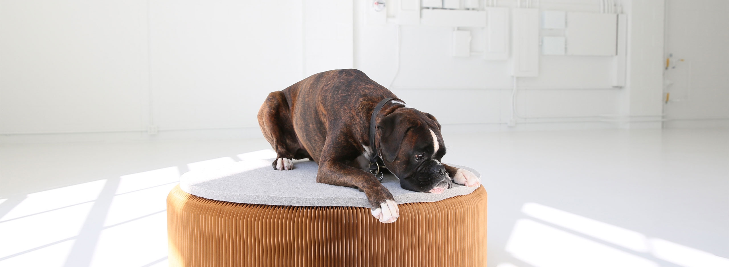 a Boxer puppy lounges on a dog bed made from wool felt pad